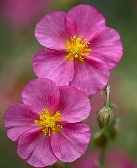Helianthemum 'Ben Hope' Pot 9 cm