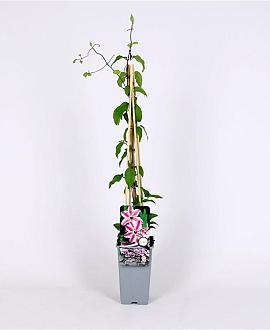 Clematis 'Capitaine Thuilleaux'  Pot 2 Liter