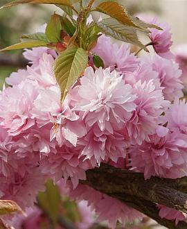 Prunus serrulata 'Kiku-Shidare-Zakura' Pot 10 liter Stam 120 cm