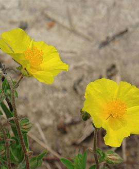 Helianthemum 'Golden Queen' Pot 9 cm
