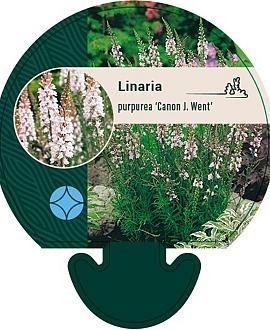 Linaria purpurea 'Canon J. Went' Pot 9 cm