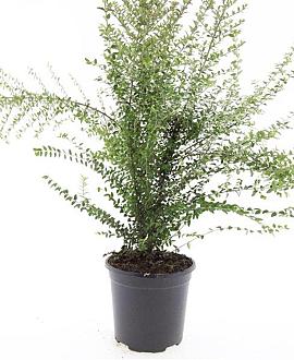 Lonicera nit. 'Ernest Wilson' Pot 1,5 liter