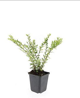 Lonicera pileata Pot 9 cm