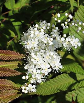 Sorbaria sorbif. 'Sem' Pot 1,5 liter