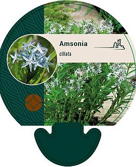 Amsonia ciliata Pot 9 cm