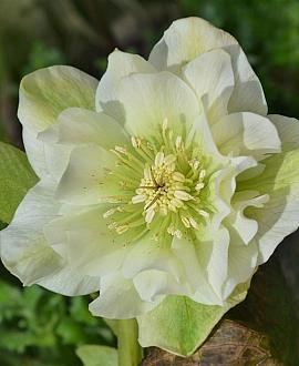 Helleborus o. 'Double Ellen White' Pot 9 cm
