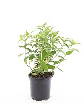 Diervilla lonicera 'Dilon' Pot 1,5 liter