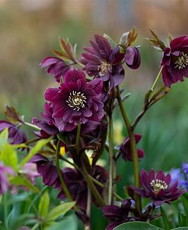 Helleborus o. 'Pretty Ellen Red' Pot 9 cm