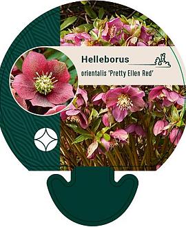 Helleborus o. 'Pretty Ellen Red' Pot 9 cm