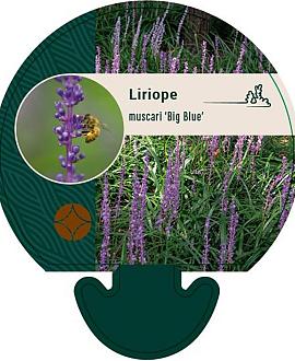 Liriope muscari 'Big Blue' Pot 9 cm