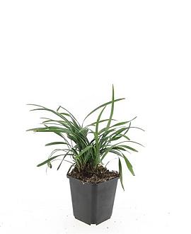 Liriope muscari 'Big Blue' Pot 9 cm
