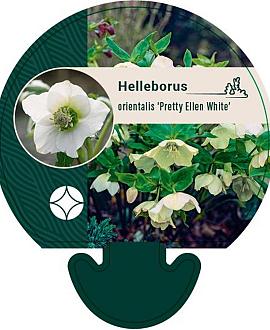 Helleborus o. 'Pretty Ellen White' Pot 9 cm