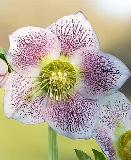 Helleborus o. 'Pretty Ellen White' Pot 9 cm