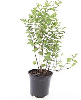 Symphoricarpos d. 'Mother of Pearl' Pot 1,5 liter