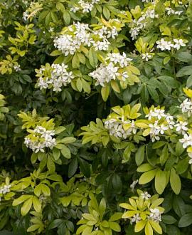 Choisya t. 'Lich' Pot 2 Liter