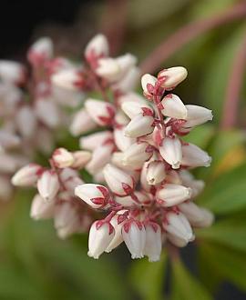 Pieris japonica 'Bonfire' Pot 2 Liter