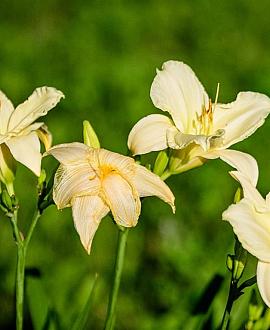 Hemerocallis 'Arctic Snow' Pot 9 cm