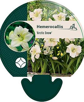 Hemerocallis 'Arctic Snow' Pot 9 cm