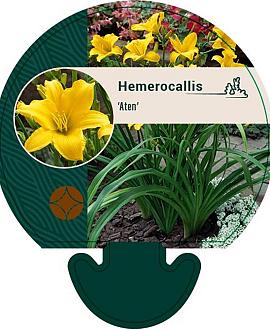 Hemerocallis 'Aten' Pot 9 cm