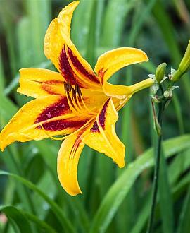 Hemerocallis 'Bonanza' Pot 9 cm