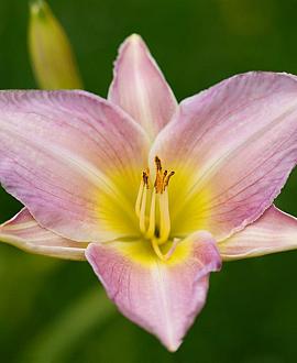 Hemerocallis 'Catherine Woodbury' Pot 9 cm