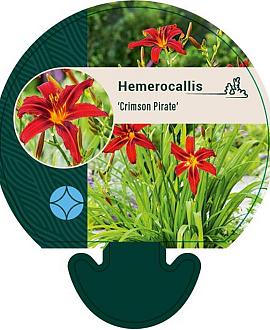 Hemerocallis 'Crimson Pirate' Pot 9 cm