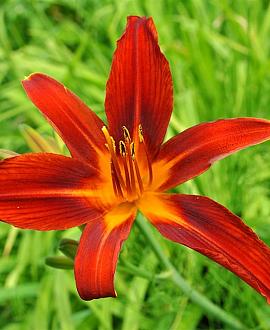Hemerocallis 'Crimson Pirate' Pot 9 cm