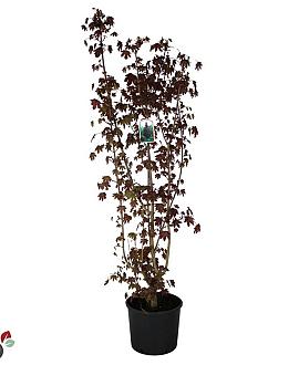 Acer plat. 'Crimson Sentry' Pot 15 liter 125 - 150 cm