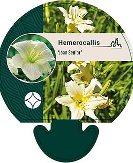 Hemerocallis 'Joan Senior' Pot 9 cm