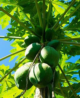 Asimina triloba Pot 5 Liter 