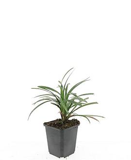 Liriope muscari 'Ingwersen' Pot 9 cm