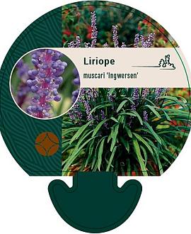 Liriope muscari 'Ingwersen' Pot 9 cm
