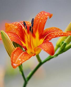 Hemerocallis 'Margaret Perry' Pot 9 cm