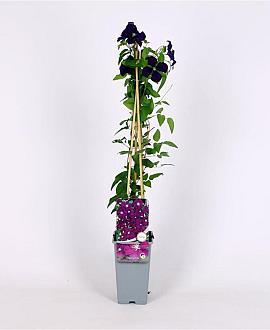 Clematis 'Etoile Violette' Pot 2 Liter