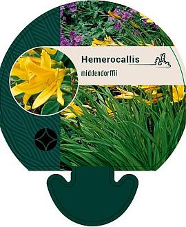 Hemerocallis middendorffii Pot 9 cm