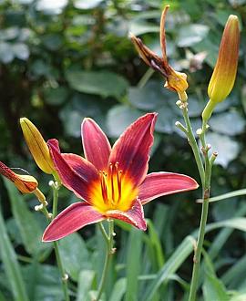 Hemerocallis 'Red Rum' Pot 9 cm