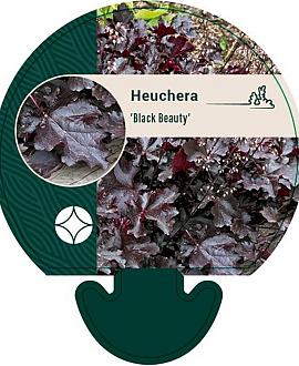 Heuchera 'Black Beauty' Pot 9 cm