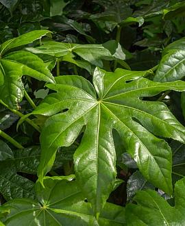 Fatsia japonica Pot 5 Liter 60 - 80 cm