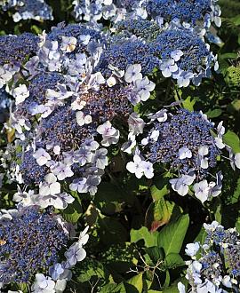 Hydrangea asp. 'Macrophylla' Pot 20 Liter 100 - 125 cm