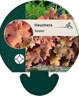 Heuchera 'Caramel' Pot 9 cm