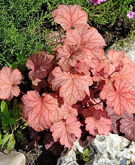 Heuchera 'Caramel' Pot 9 cm