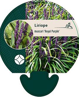 Liriope muscari 'Royal Purple' Pot 9 cm