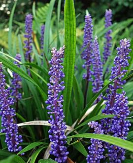 Liriope muscari 'Royal Purple' Pot 9 cm