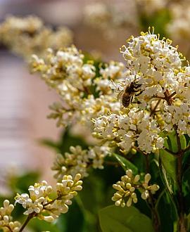 Ligustrum ovalifolium Pot 5 Liter 80 - 100 cm