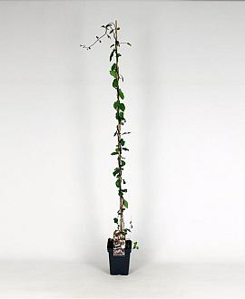 Lonicera periclymenum Pot 5 Liter 150 - 175 cm
