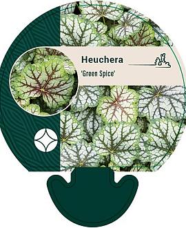 Heuchera 'Green Spice' Pot 9 cm