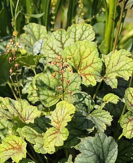 Heuchera 'Green Spice' Pot 9 cm