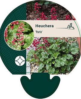 Heuchera 'Paris' Pot 9 cm