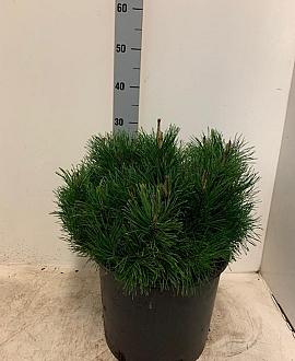 Pinus mugo pumilio Pot 7,5 Liter 40 - 50 cm