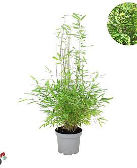 Fargesia nitida 'Gansu 95/2' Pot 5 Liter 60 - 80 cm